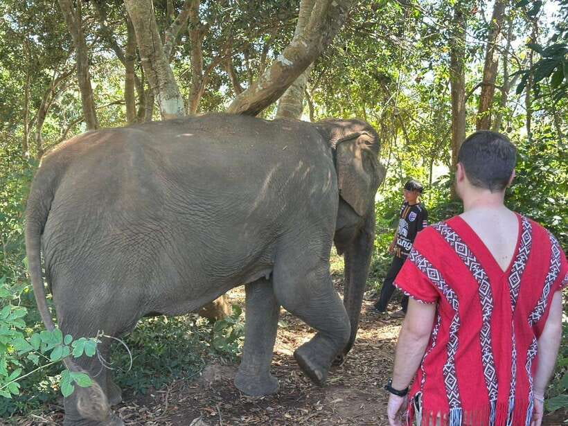 Chiang Mai Untouched Elephant: Nature Walk & Waterfall Trek - The river mud spa: the moment you’ll remember longest