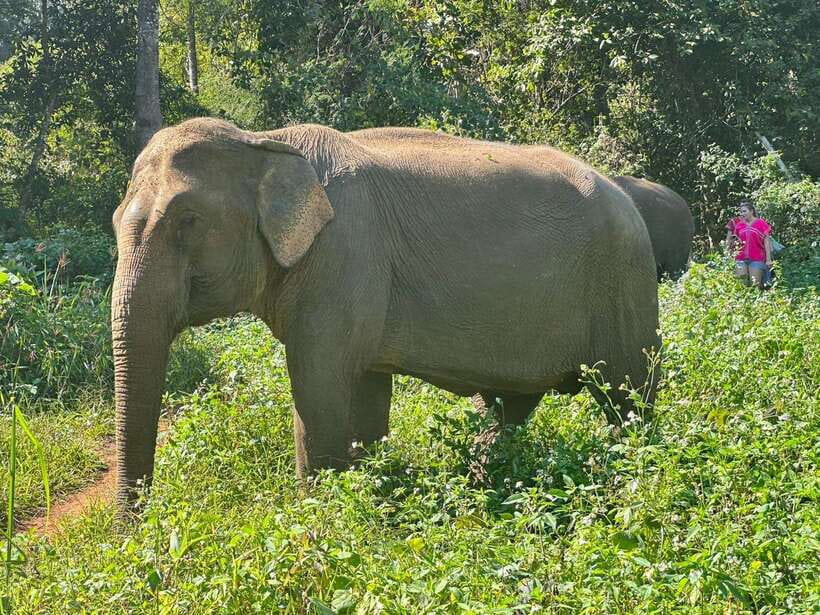 Chiang Mai Untouched Elephant: Nature Walk & Waterfall Trek - Getting there and timing: the day starts early and roads take time