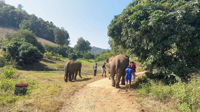 Chiang Mai Untouched Elephant: Nature Walk & Waterfall Trek - How fit do you need to be for the walk and trek?
