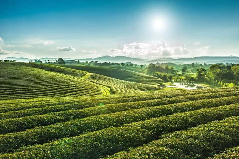 Chiang Rai: 7 Major Sites, Golden Triangle & Tea Plantation - Golden Triangle: why this region matters in a day