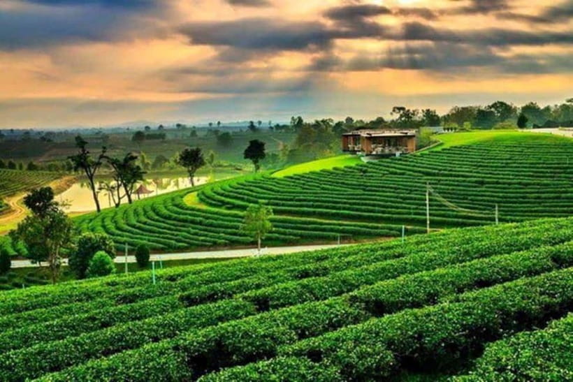 Chiang Rai: 7 Major Sites, Golden Triangle & Tea Plantation - Price and tickets: where value can be lost