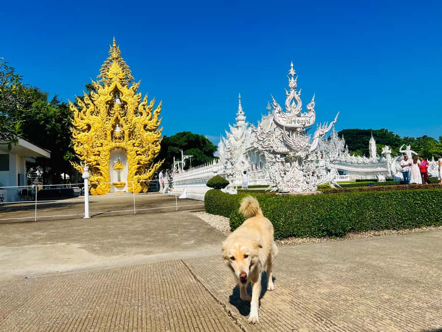 Chiang Rai: 7 Must-See Spots Tickets & Lunch Buffet - How the Day Flows: Pickup, Travel Time, and Temple-Ready Timing