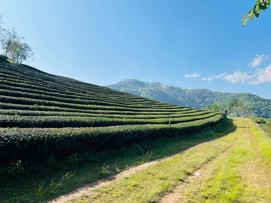 Chiang Rai: 7 Must-See Spots Tickets & Lunch Buffet - Wat Rong Khun White Temple, the Mirror-Finish Masterclass