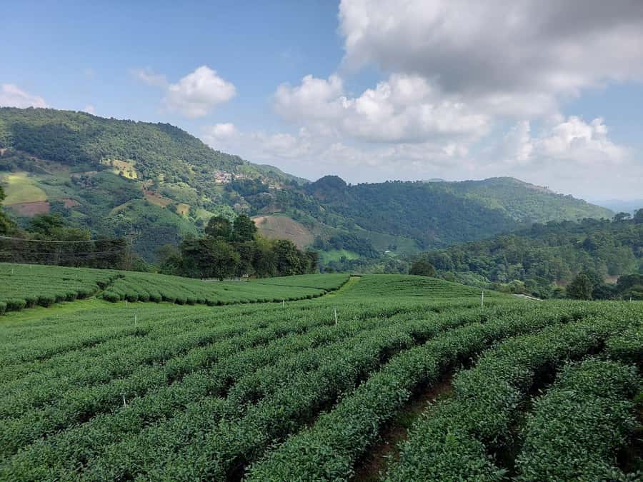 Chiang Rai: Mountains Discovery Doi Mae Salong & Doi Tung - Key things to know before you go