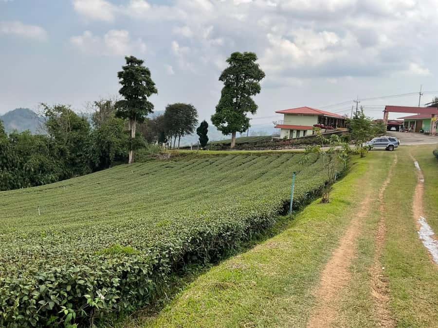 Chiang Rai: Mountains Discovery Doi Mae Salong & Doi Tung - 101 Tea Plantation in Doi Mae Salong: tea tasting with mountain air