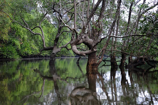 Deep Mangrove and Canyon Kayak Tour in Krabi - Jungle, limestone cliffs, and the guided rhythm in the water