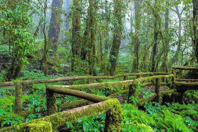 Doi Inthanon National Park, Waterfall & Royal Project Day Tour From Chiang Mai - Doi Inthanon National Park and the highest point area