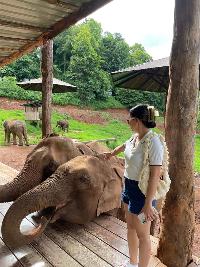 Elefin Farm & Cafe Half-day tour with Private Car - Private car pickup in Chiang Mai City, and why it matters