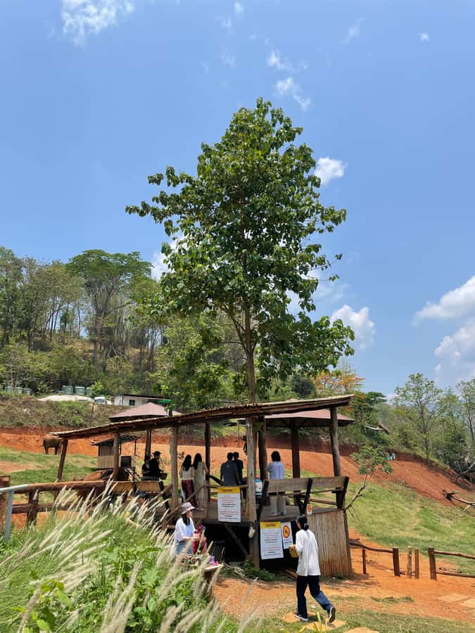 Elefin Farm & Cafe Half-day tour with Private Car - Driver quality can make or break the day, and this one gets praised