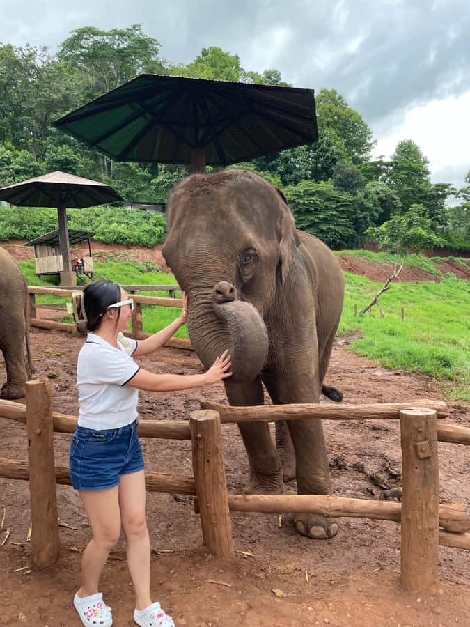 Elefin Farm & Cafe Half-day tour with Private Car - Elefin Farm & Cafe: two hours with gentle elephants and feeding time