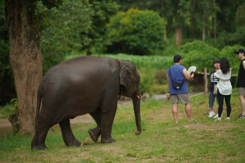 Elephant Habitat Park Feeding Entry & Rafting Van Transfer - How the guides shape the experience (names you might meet)