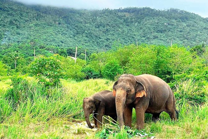 Elephant Nature Care, the largest elephant sanctuary on Koh Samui - Key takeaways before you go
