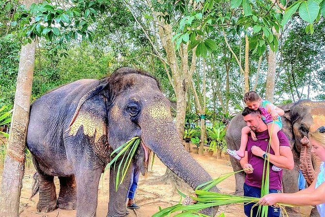 Elephant Nature Care, the largest elephant sanctuary on Koh Samui - Elephant Nature Care: why this Koh Samui elephant sanctuary feels different