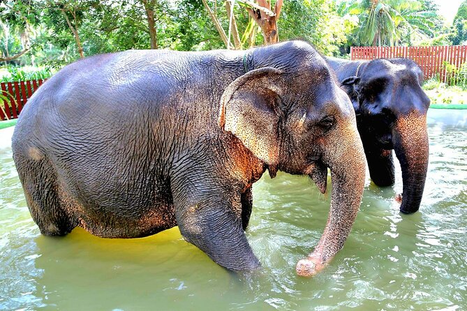Elephant Nature Care, the largest elephant sanctuary on Koh Samui - Getting there with pickup, snacks, and a no-hassle schedule