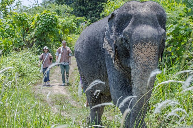 Elephant Sanctuary Small Group Tour in Phuket - Phuket Elephant Sanctuary Above Patong: What the Day Feels Like