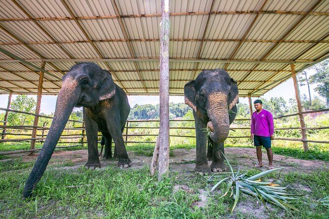 Elephant Sanctuary Small Group Tour in Phuket - Terrain, Timing, and the One Logistics Thing to Watch