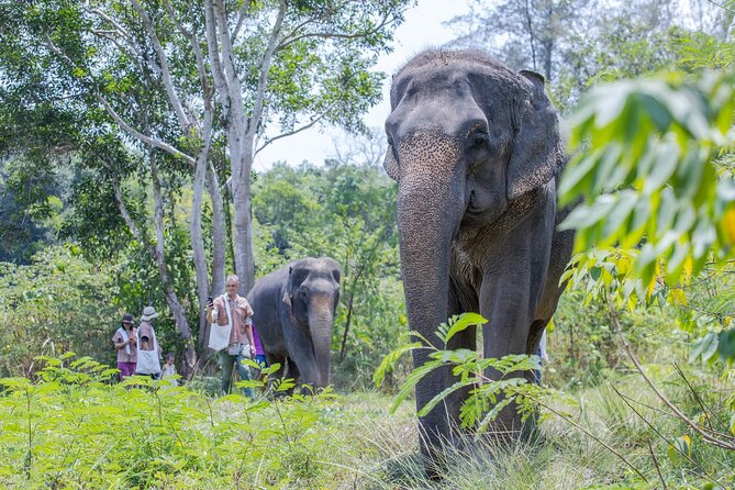 Elephant Sanctuary Small Group Tour in Phuket - Price and Value: What $97.83 Includes and Why It Feels Worth It