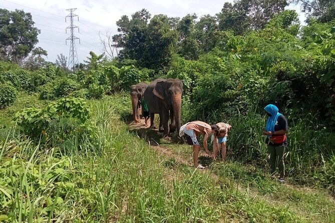 Elephant Sanctuary Small Group Tour in Phuket - Who Should Book This Phuket Elephant Sanctuary Tour