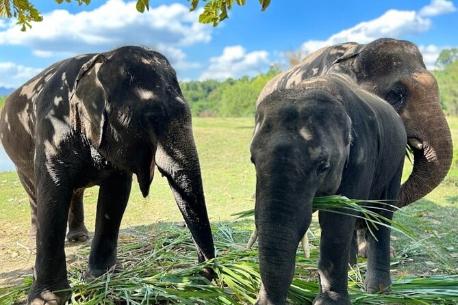 Erawan Waterfall and Elephant care from Bangkok -Private Tour - Key highlights you should actually care about