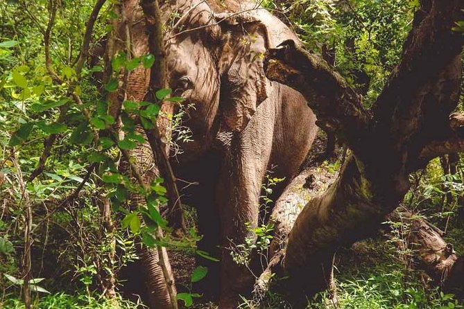 Erawan Waterfall and Elephant Care: Private Tour to Kanchanabur - What to pack and how to pace yourself for a full day