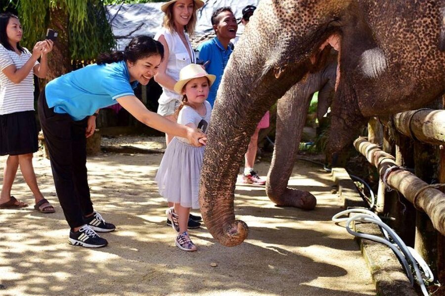 Ethical Elephant Sanctuary Experience in Khao Lak - Walking to the creek: watching mud play without turning it into a show