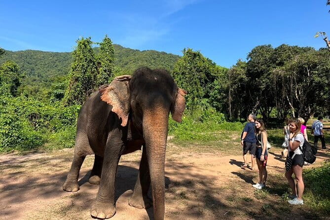 Ethical Elephant Watching Tour From Bangkok & Pattaya - Ethical elephant watching at Living Green: what makes it different in practice