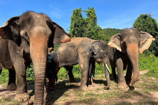 Ethical Elephant Watching Tour From Bangkok & Pattaya - Getting from Bangkok and Pattaya without burning half the day