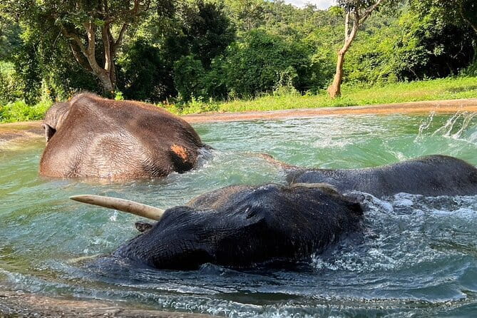 Ethical Elephant Watching Tour From Bangkok & Pattaya - The lunch you get after elephant time: Pad Thai and fruit