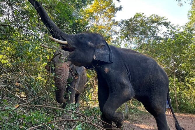 Ethical Elephant Watching Tour From Bangkok & Pattaya - Who should book this elephant sanctuary tour