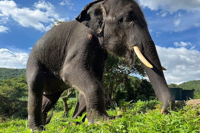 Ethical Elephant Watching Tour From Bangkok & Pattaya - What happens during the 3-hour elephant visit at Living Green