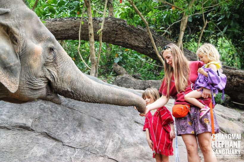 Exclusive experience half day with family giant animals - Who should book this Chiang Mai elephant sanctuary experience?
