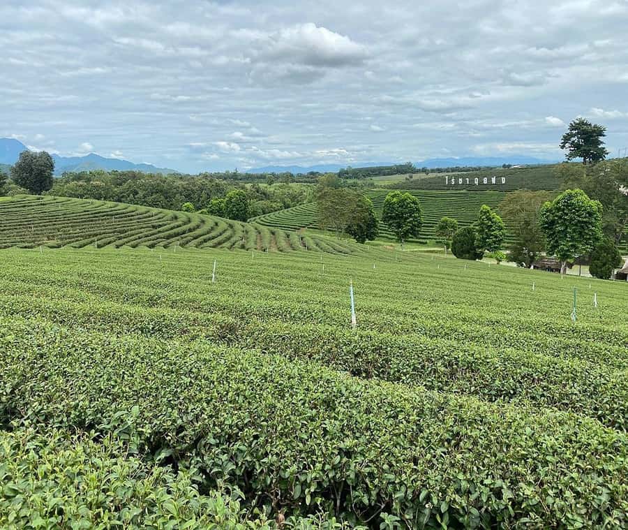 Explorer Border road and Nature ( Tea and Coffee ) - How this tea and coffee day actually works in Chiang Rai