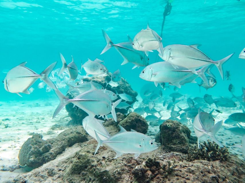 From Ao Nang: Similan Islands Boat Trip with Transfer & Food - Price and Value: Is $167 Fair for a Full-Day Tour?