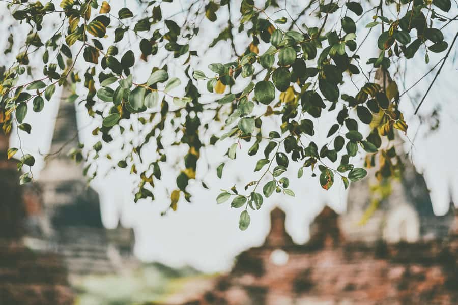 From Bangkok: Ayutthaya Ancient City Temple Tour - Wat Phra Si Sanphet: Royal Temples and Those Bell-Shaped Pagodas