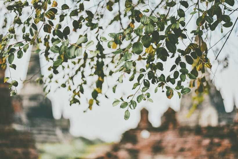 From Bangkok: Ayutthaya Ancient City Temple Tour - Wat Chaiwatthanaram and the River Views