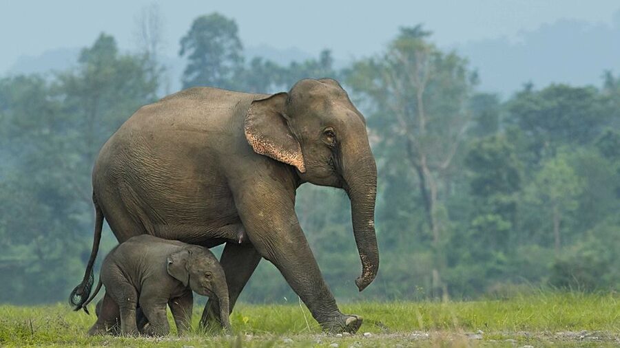 From Bangkok: ElephantsWorld Kanchanaburi 2-Day Experience - Quick hits