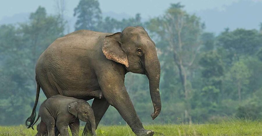 From Bangkok: ElephantsWorld Kanchanaburi 2-Day Experience - Bangkok pickup to Kanchanaburi, why the timing matters