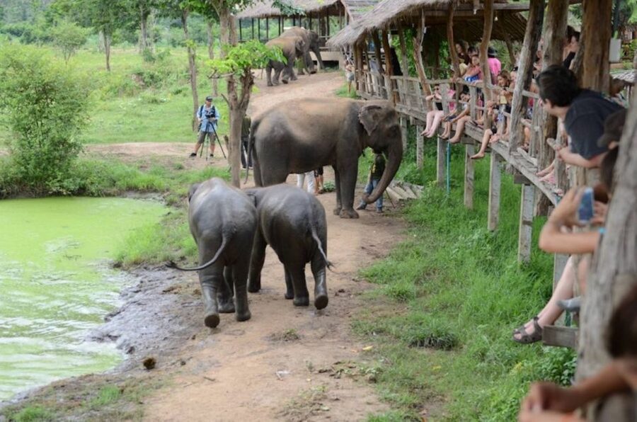 From Bangkok: ElephantsWorld Kanchanaburi 2-Day Experience - Morning food prep, from ingredients to sticky rice balls