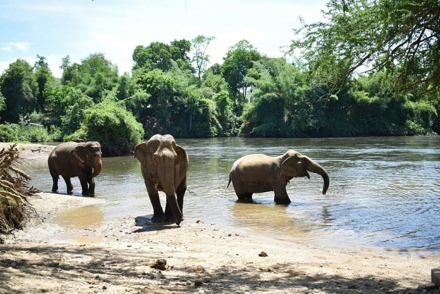 From Bangkok: ElephantsWorld Kanchanaburi 2-Day Experience - Planting banana trees and sugarcane, why this matters
