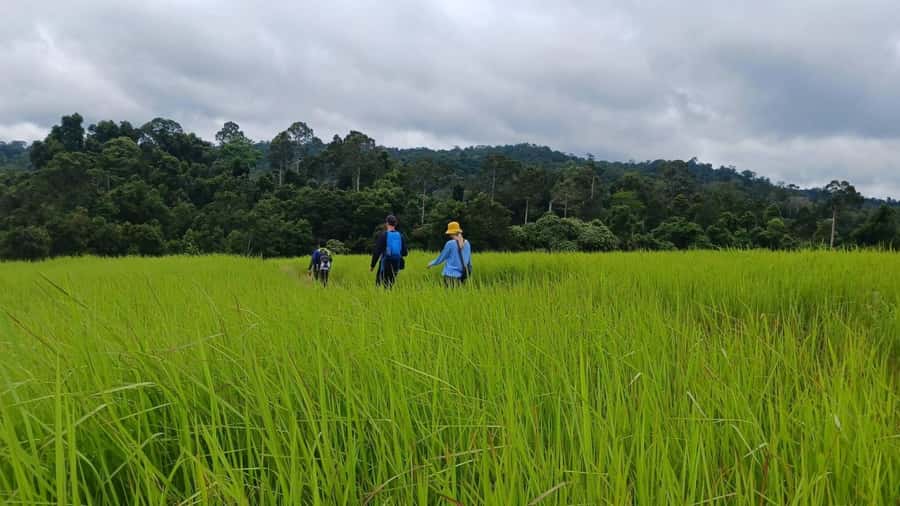 From Bangkok: Khao Yai National Park Jungle Trek with Lunch - Bangkok to Khao Yai: the early morning routine that sets the tone