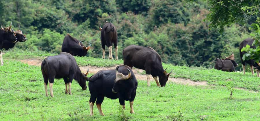 From Bangkok: Khao Yai Private Charter with Multiple Options - PB Valley Khaoyai Winery: countryside views and a tasting moment