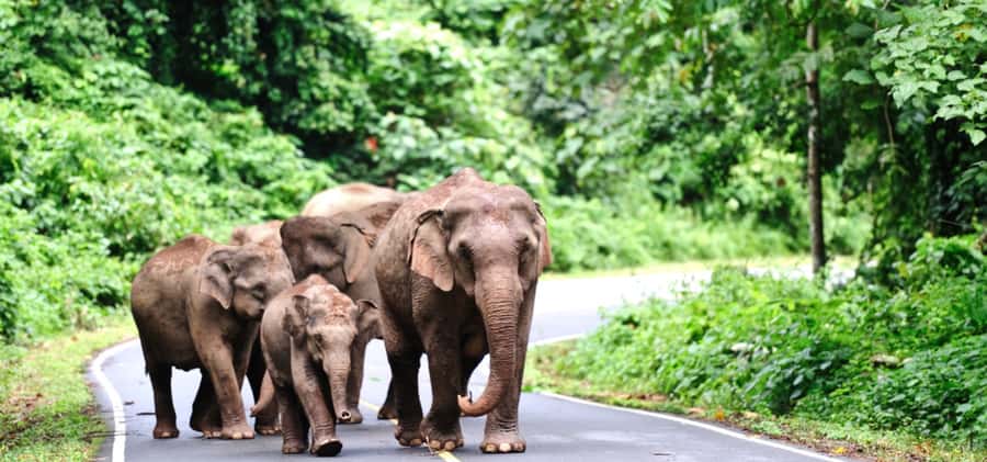 From Bangkok: Khao Yai Private Charter with Multiple Options - Khao Yai National Park: your biggest nature block