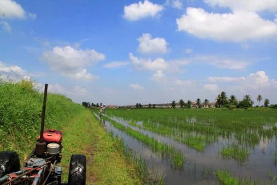 From Bangkok: Mahasawat Canal and farm with Lunch - Making khao tang na tang and tasting fruit that looks unreal