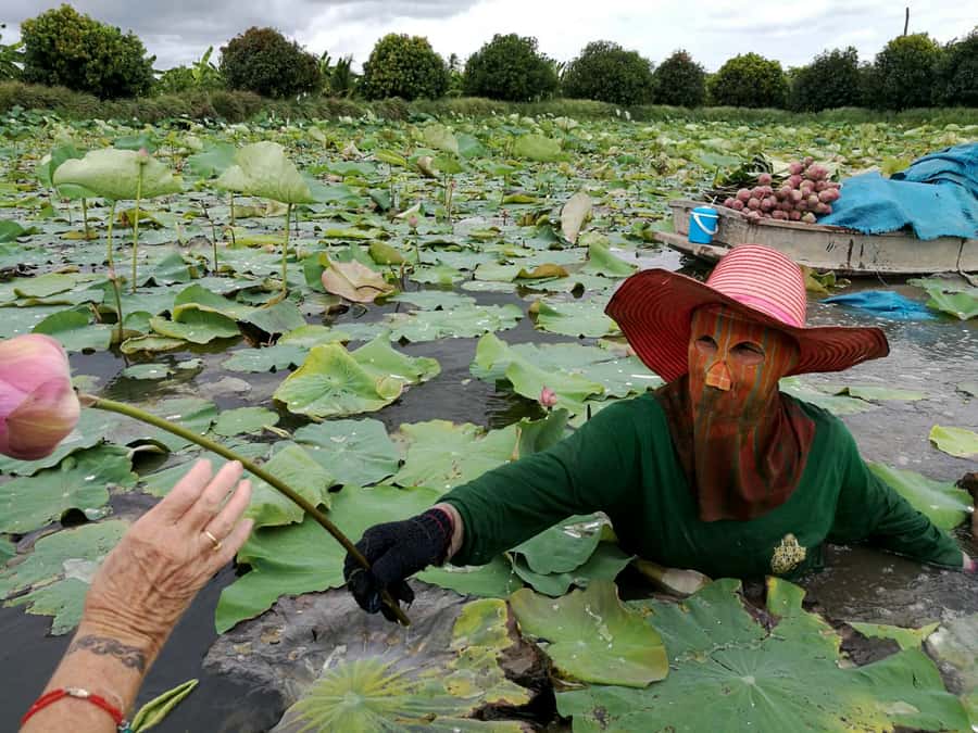 From Bangkok: Mahasawat Canal and farm with Lunch - Who this trip suits, and who should skip it