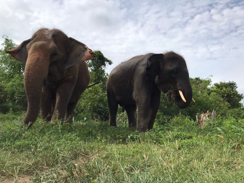 From Bangkok: Pattaya Ethical Elephant Sanctuary Day Trip - Key Highlights to Know Before You Go
