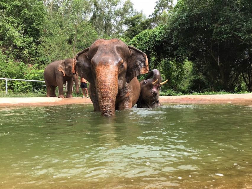 From Bangkok: Pattaya Ethical Elephant Sanctuary Day Trip - Who Should Book This Elephant Day Trip