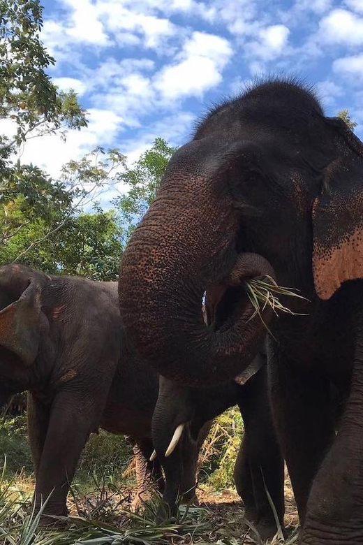 From Bangkok: Pattaya Ethical Elephant Sanctuary Day Trip - Ethics First: What No Elephant Riding Really Changes