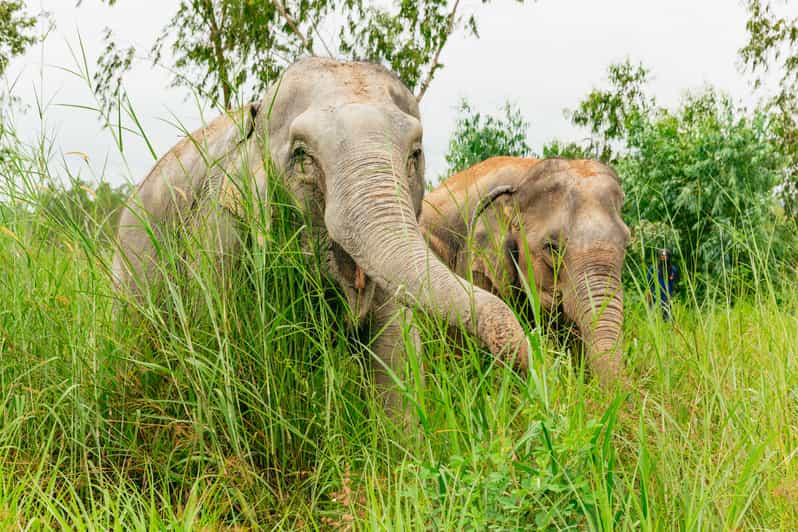 From Bangkok: Pattaya Ethical Elephant Sanctuary Day Trip - The Drive You Should Plan For: 2 Hours on Paper, Longer in Reality