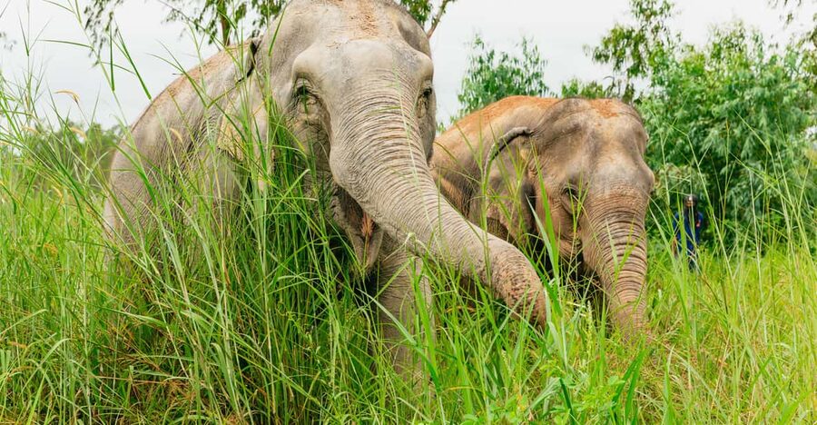 From Bangkok: Pattaya Ethical Elephant Sanctuary Day Trip - Bangkok to Pattaya Timings: Morning vs Afternoon Pickup