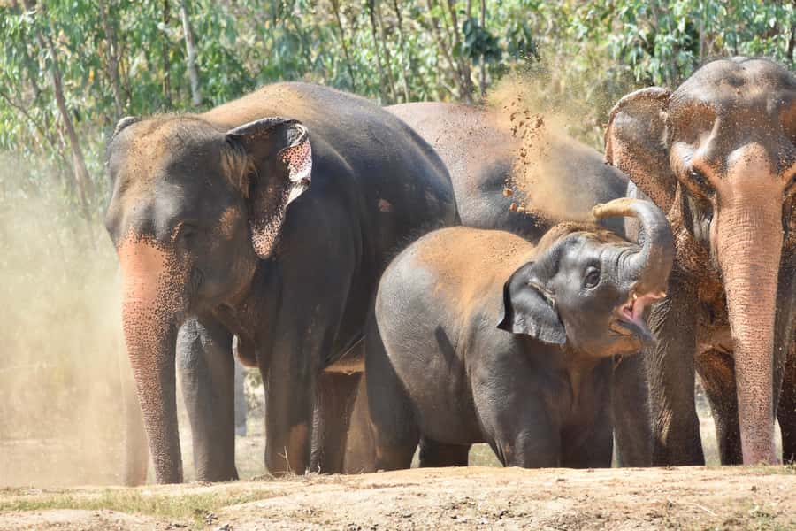 From Bangkok: Wildlife Rescue and Elephant Rescue Tour - Key points before you go
